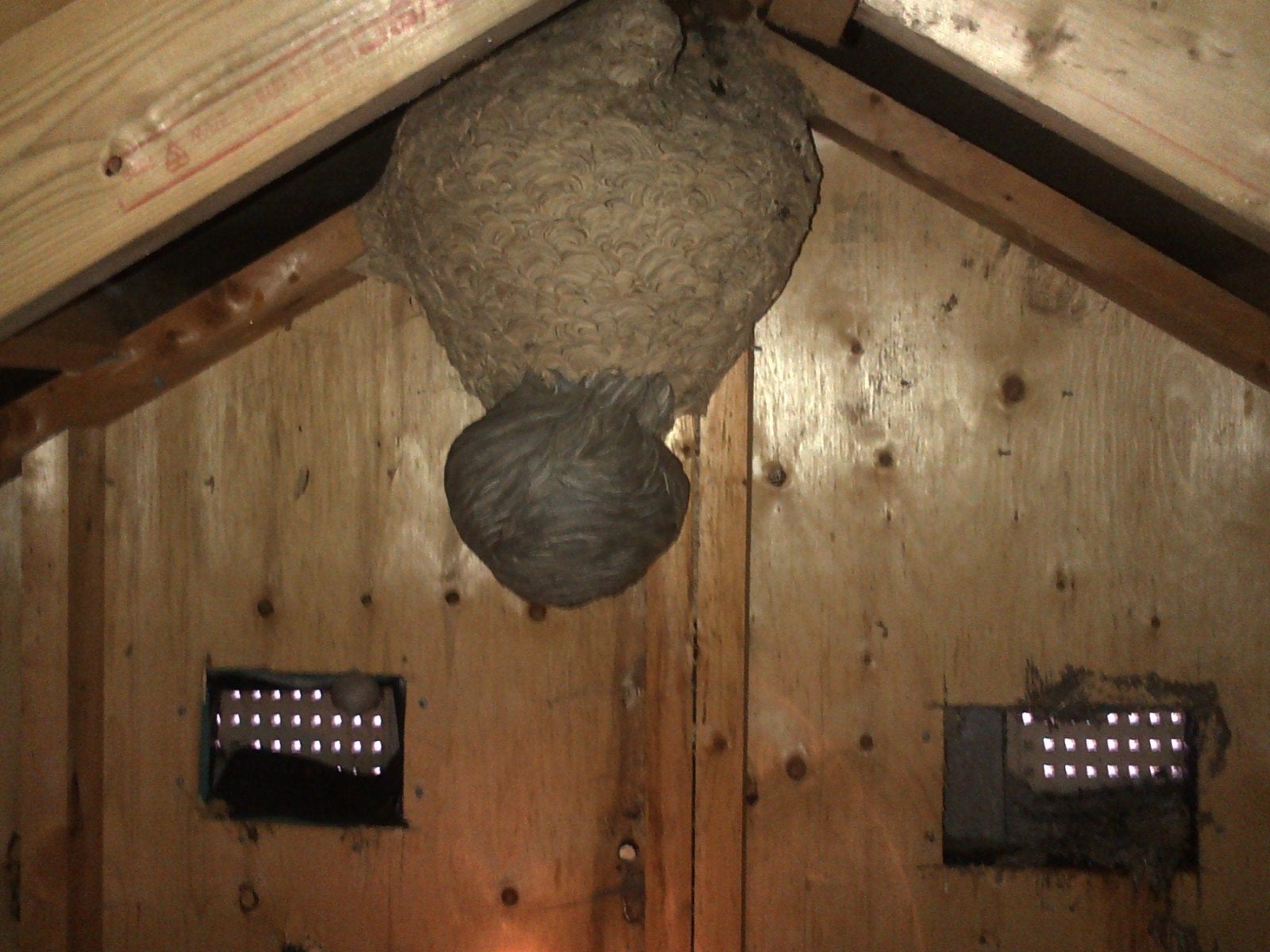Bees In Attic