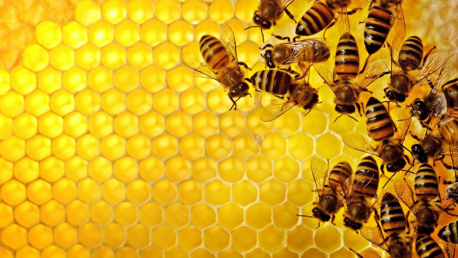 Bees In Attic - 5 Important Tips Which You Need To Know