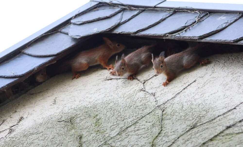 Three squirrels in the attic